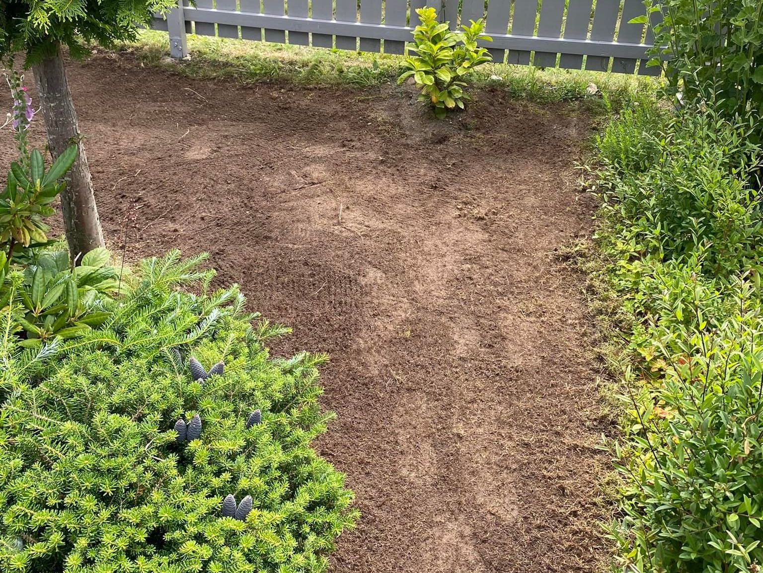 etablering av ny plen